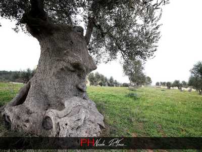 Ginosa, le foto dell'ulivo pensante